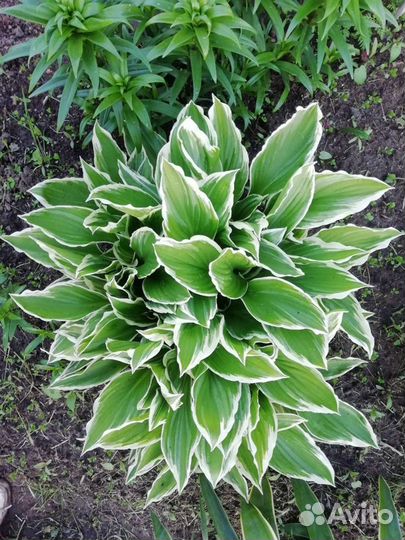 Хоста садовые цветы многолетние