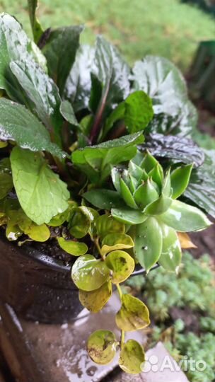 Роза каменная (молодило),очиток,живучка