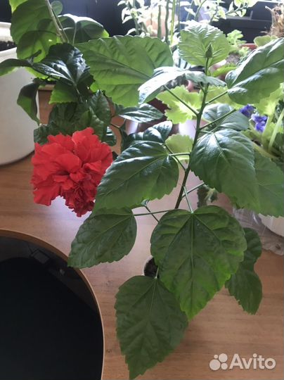 Гибискус махровый