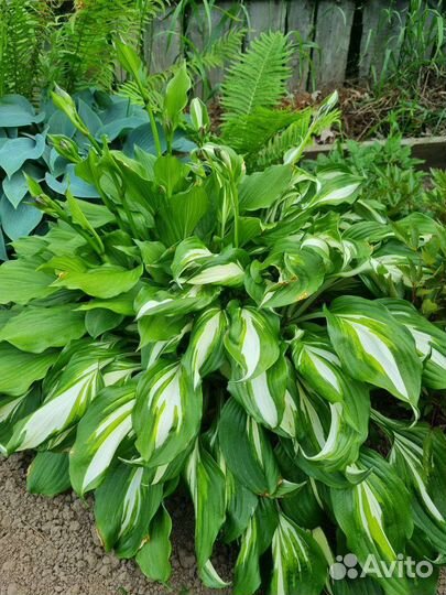 Хоста растение