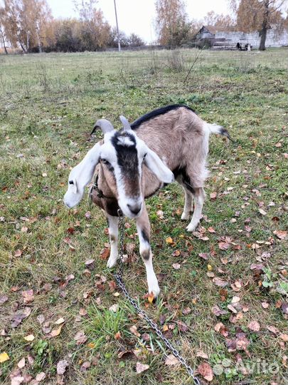 Продам козу