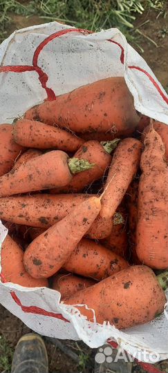 Морковь абако