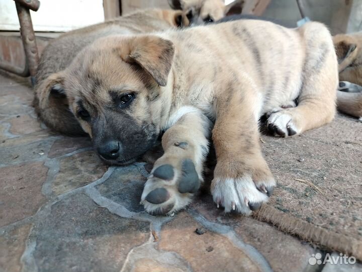 Щенки американской акиты без родословной