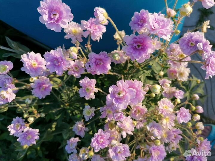 Герань садовая