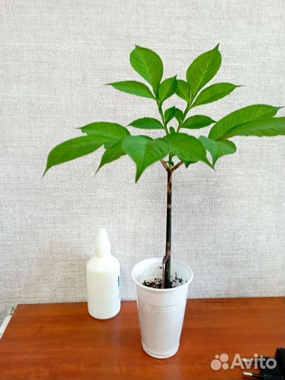 Аморфофаллус