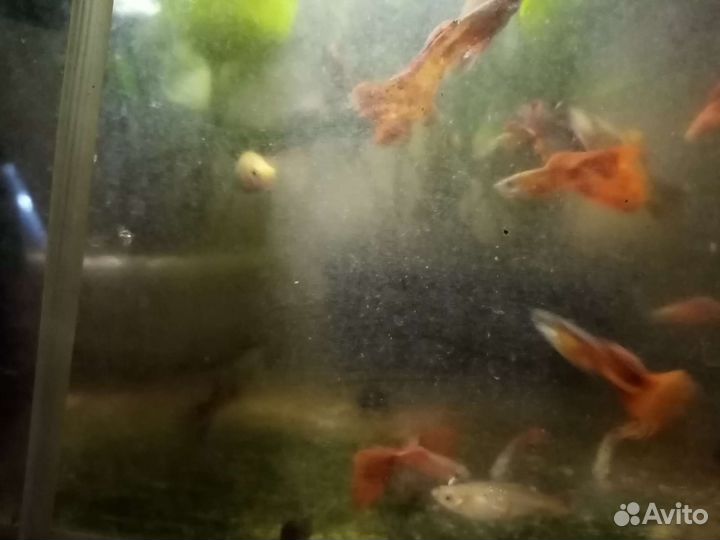 Рыбки гуппи, меченосцы, малинезии