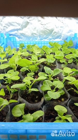 Рассада петуньи ампельной и кустовая