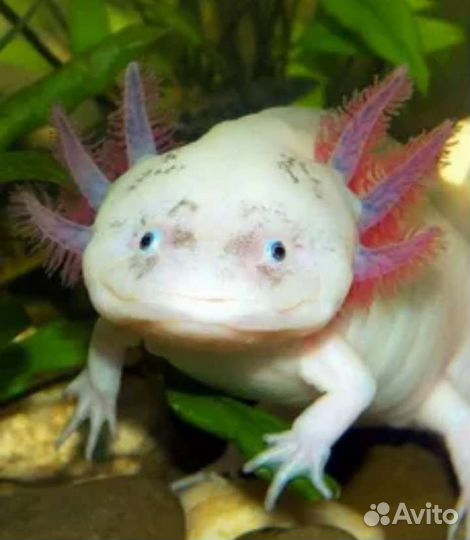 Аксколотль