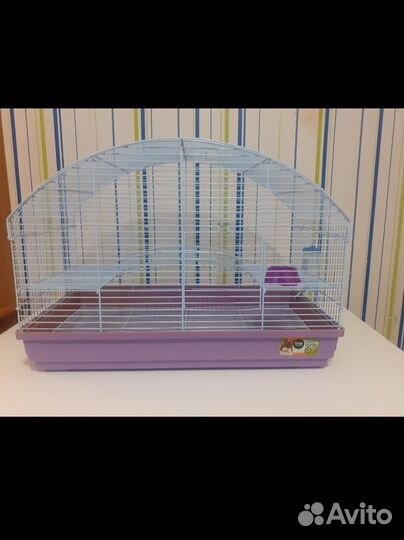 Крысы дамбо малыши