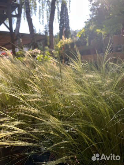 Кортадерия. Пампасная трава. Ковыль. Стипа