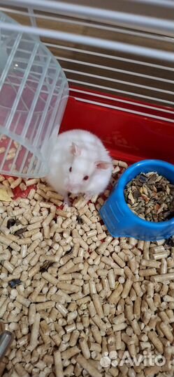 Сирийский хомяк-альбинос