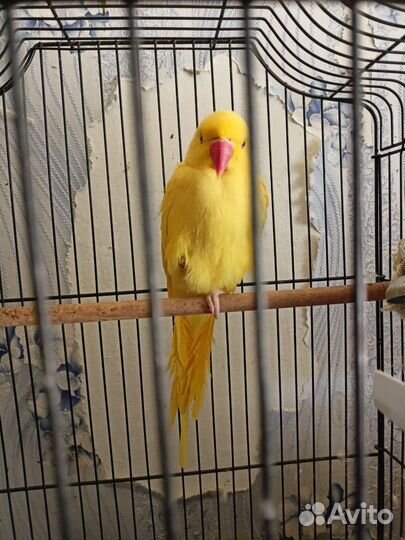 Ожереловый попугай выкормыш