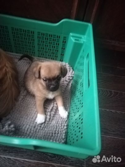 Метис пекинеса