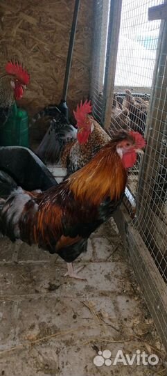 Молодые петухи