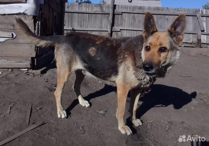 Овчарка в добрые руки