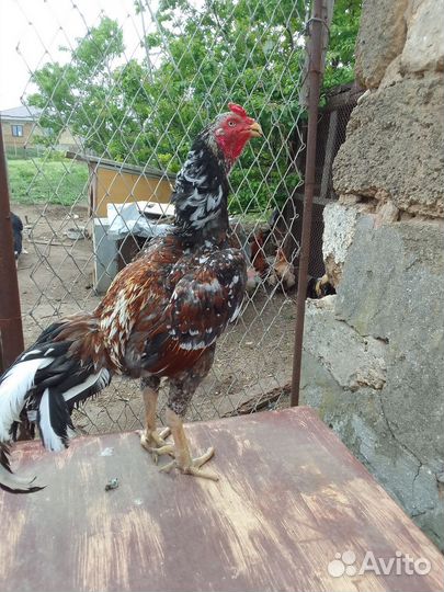 Бойцовые петухи