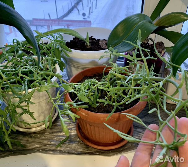 Комнатный цветок