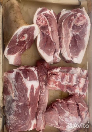 Домашнее мясо свинины, передняя часть