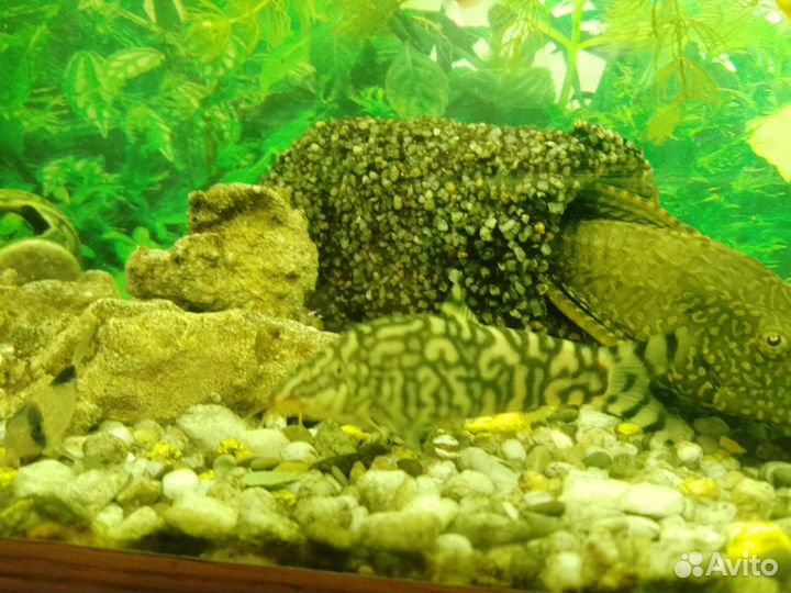 Аквариумные рыбки