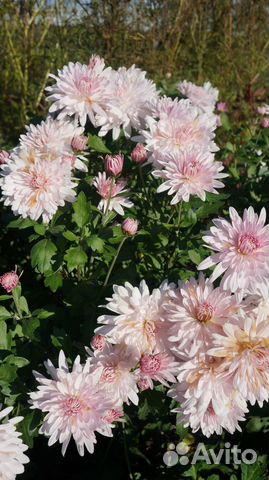 Хризантемы