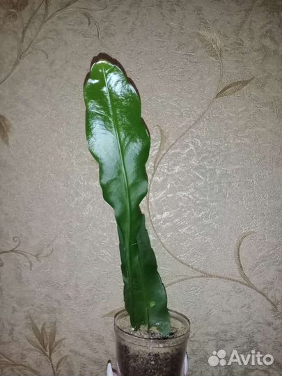 Эпифиллум оксипеталум (Леди ночь)