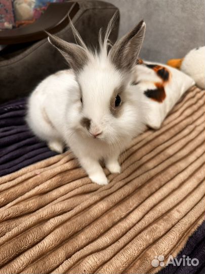 Декоративные кролики