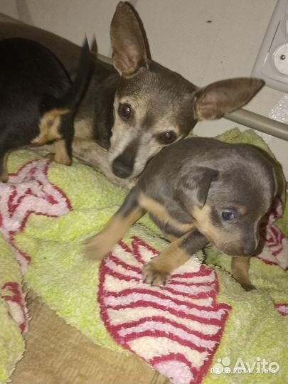 Домашние животные