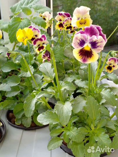 Микрозелень, проростки и пищевые цветы