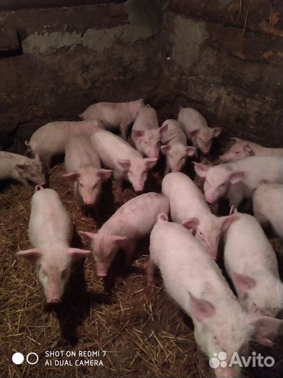 Поросята