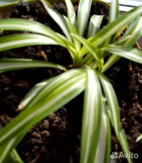 Хлорофитум