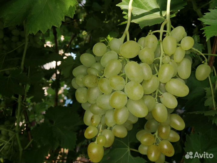 Саженцы винограда