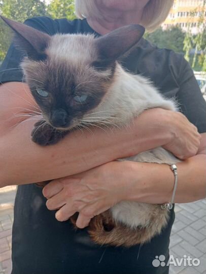 Тайская кошка