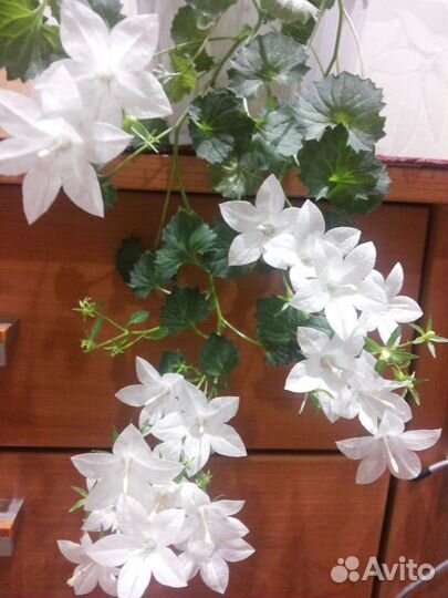 Кампанула (невеста, жених, любовник)