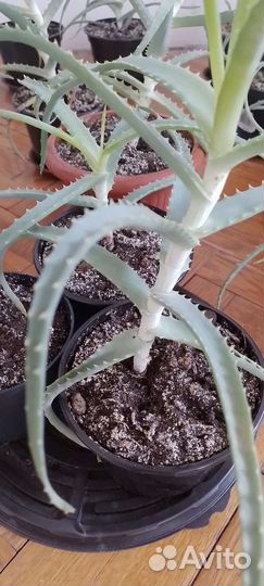 Алоэ вера большой