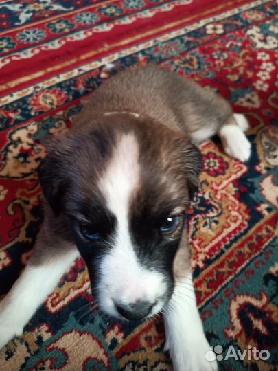 Отдам бесплатно щенков