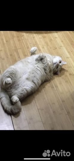 Передержка и уход за животными