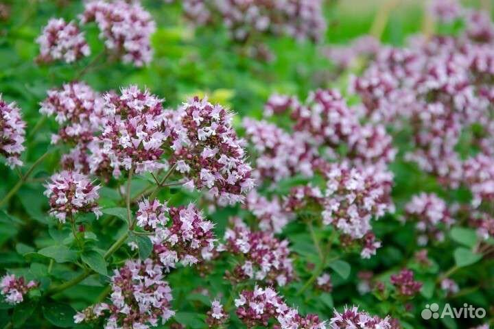 Душица сушеная из Башкирии