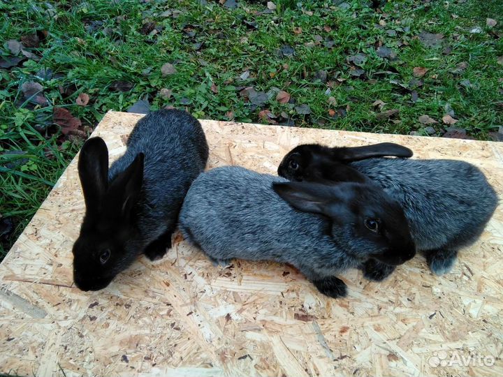 Кролики полтавское серебро