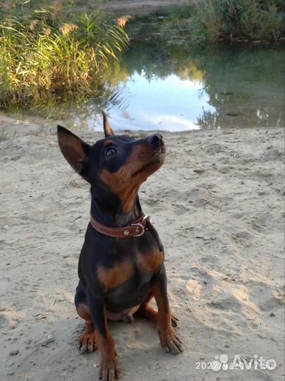 Вязка цвергпинчер