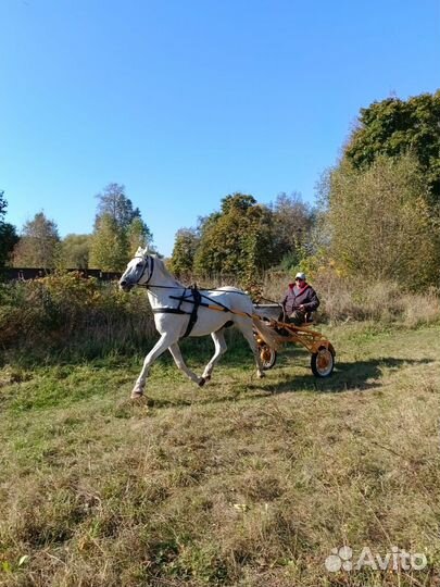 Продам жеребца