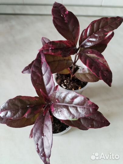 Псевдоэрантемум багряный