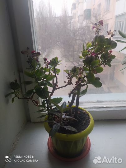 Диффенбахия