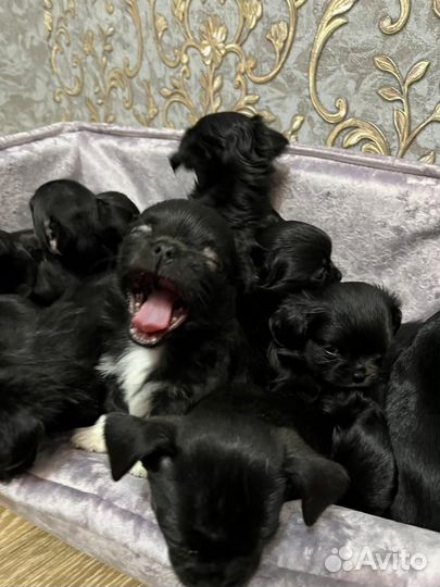 Щенки чихуахуа