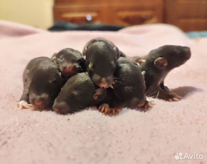 Дамбо крысята