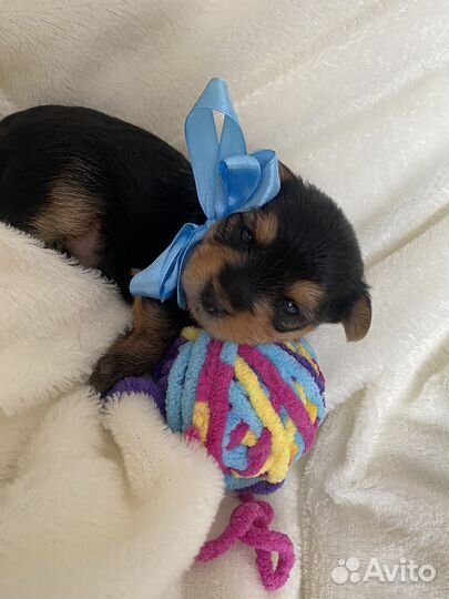 Йоркширский терьер щенки