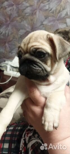 Щенки мопса