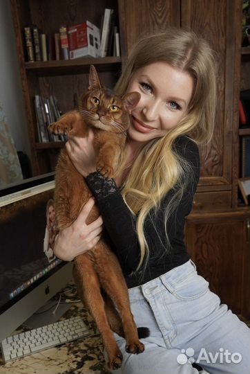 Роскошный абиссинский кот