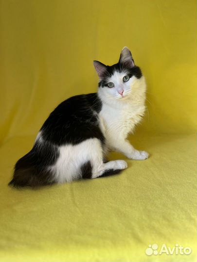 Кот молодой