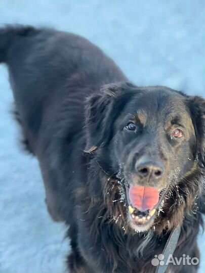 Сирота Рей ищет дом