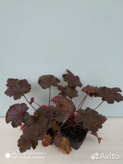 Саженцы гейхеры